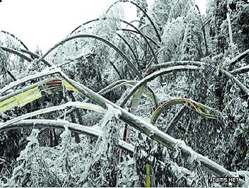 长沙:冰灾折树破竹损失大 接近10个亿-头条图片