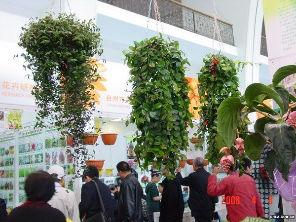 第十届中国国际花卉园艺展览会作品欣赏?垂吊