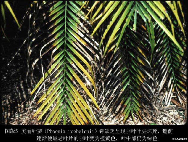 [图文]棕榈植物营养管理指南_养护管理|园林绿