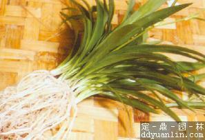 吊兰的水养-家庭养花|绿化-中国风景园林网-中
