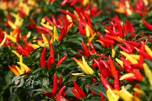 2008上海秋季花展在上海植物园拉开帷幕-会展