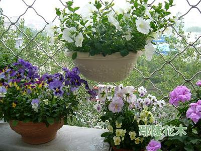 盆栽花卉如何才能在阳台越冬-家庭养花|绿化-中