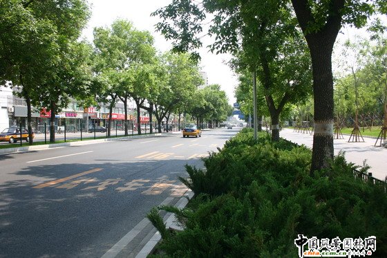 2008社会精品工程之北京清华东路道路绿化工程