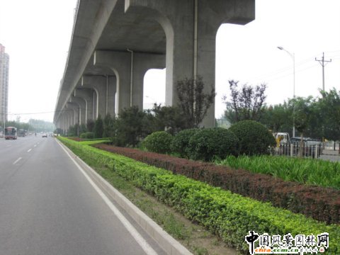 2008北京精品工程:北苑路隔离带绿化工程-园林
