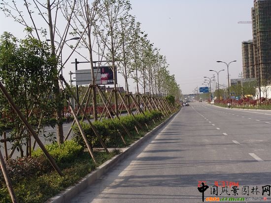 杭州巨州路绿化工程-园林绿化精品工程-中国风