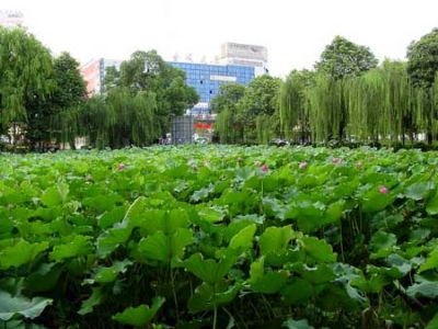 中国十大景色最美的大学