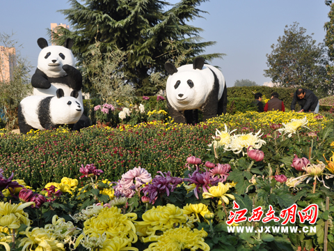 憨态可掬的大熊猫造型和品种多样的菊花相映成趣。