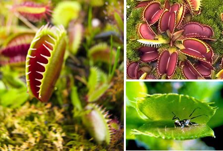 世上10大最奇特植物：千岁兰VS尸体草