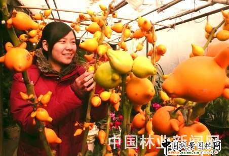 江苏:吉祥盆景俏销市场(图)-植物动态|绿化-中国
