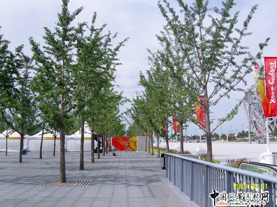 北京奥林匹克公园中心区中轴树阵工程1标段