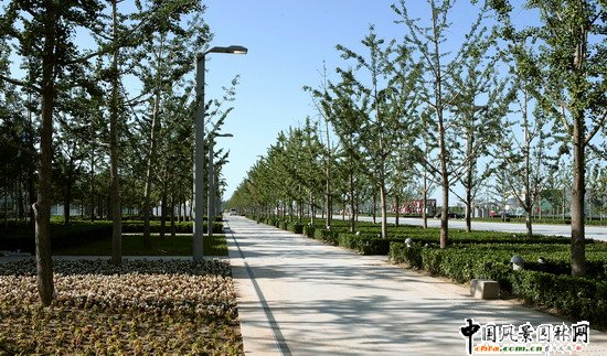 北京奥林匹克公园中心区中轴树阵工程2标段