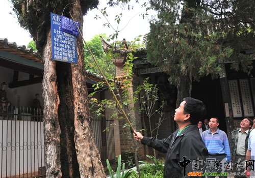 云南石屏县挂牌管理 古树名木有身份证-植物