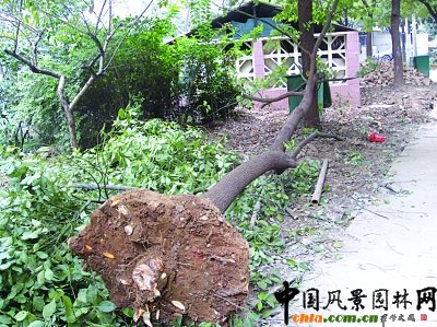 投诉:南京小区出新 有人趁机盗卖树木-法制在线