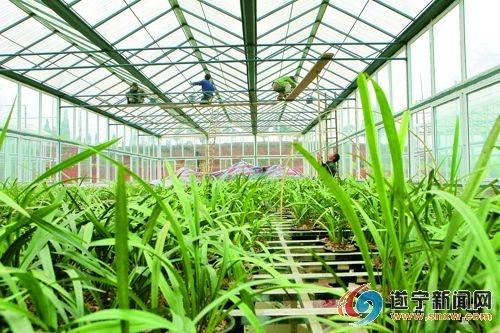 四川省最大的兰花产业示范基地落户遂宁