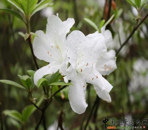 中国十大名花之花中西施--杜鹃花