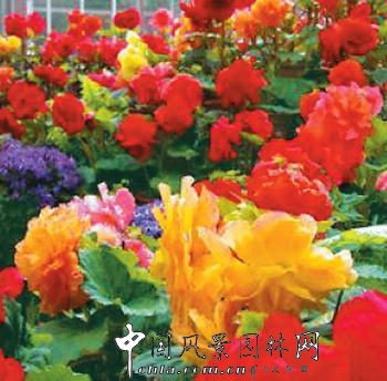 中国花卉业不能再“失语”(图)