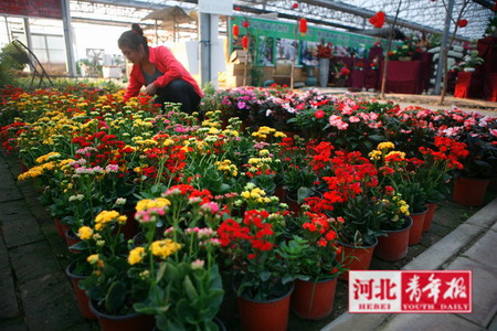 河北:北城花卉市场春节不休息