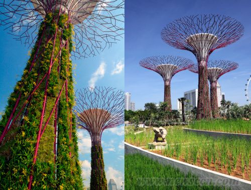风景园林 新加坡 超级树