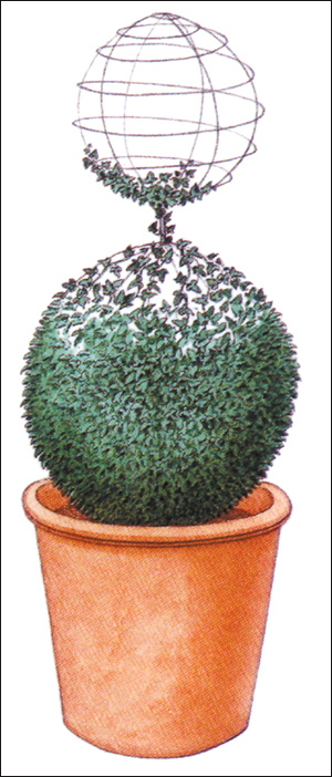 揭秘造型植物(四):常春藤