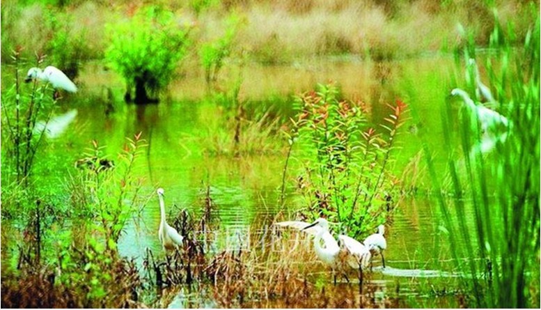 西溪湿地 保护工程 湿地文化