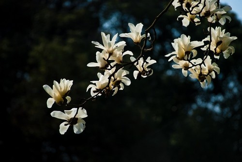 白玉兰花开--春天的象征_植物动态|绿化_中国风
