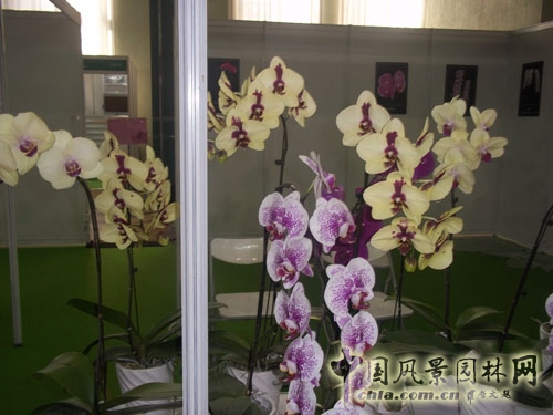 中国风景园林网 展会信息 花卉展