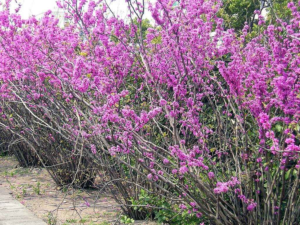 紫色 花卉 春天