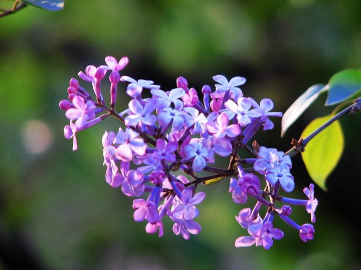 紫色 花卉 春天
