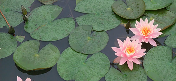 长沙洋湖湿地公园大型花卉艺术展(图)_植物造