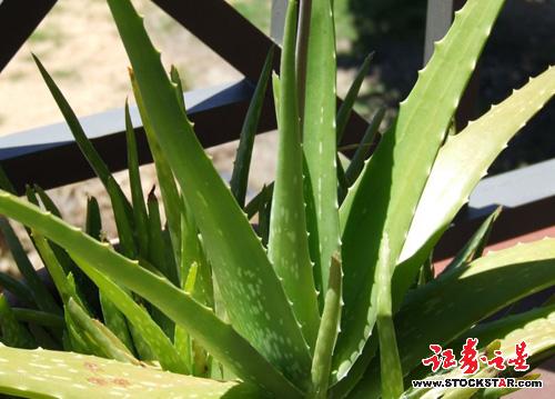 自然界十大奇异植物(组图)_趣味植物_中国风景
