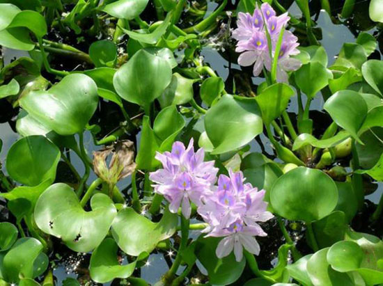 中国常见水生植物简介--浮水植物(一)_认识植物