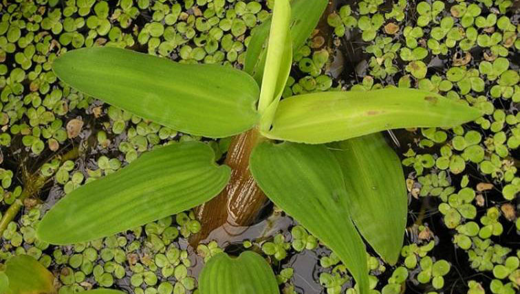 中国常见水生植物简介--浮水植物(二)_认识植物
