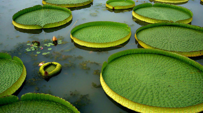 中国常见水生植物简介--浮水植物(三)_认识植物