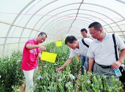 云南石屏县采用生物防治种植洋桔梗_技术信息