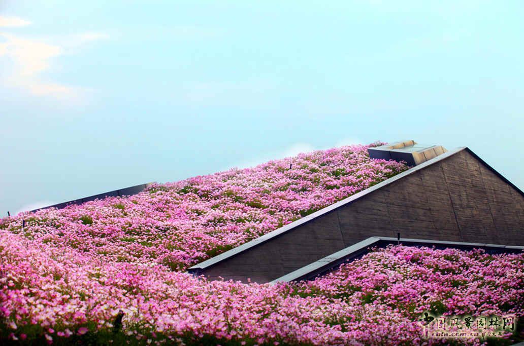空中花海 国内 最大 屋顶花园 巨人网络总部 中国风景园林网