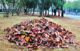 株洲首个绿化垃圾处理站每天能将14吨落叶变