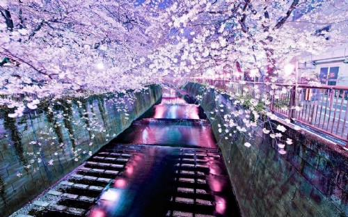 日本樱花 中国风景园林网
