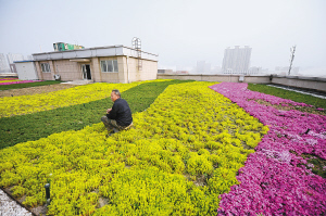 西安软件园内一幢楼房楼顶种满鲜花，俨然一座“空中花园” 记者 翟小雪 摄