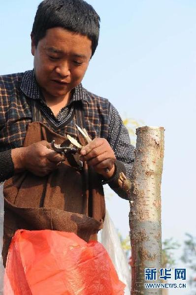 在河北省深州市北四王村，一名农民正在嫁接树苗