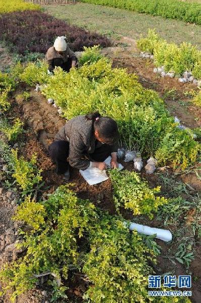 在河北省深州市北四王村，农民正在包扎树苗的根部