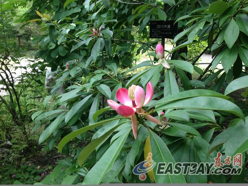 上海植物园 四川木莲 引种