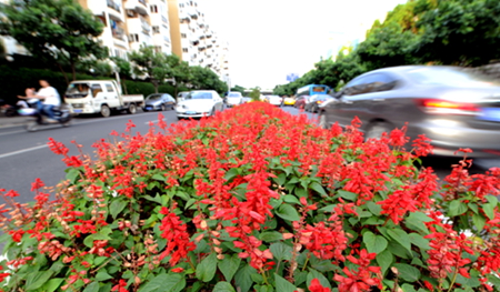 梅峰支路中央的花圃红花绽放