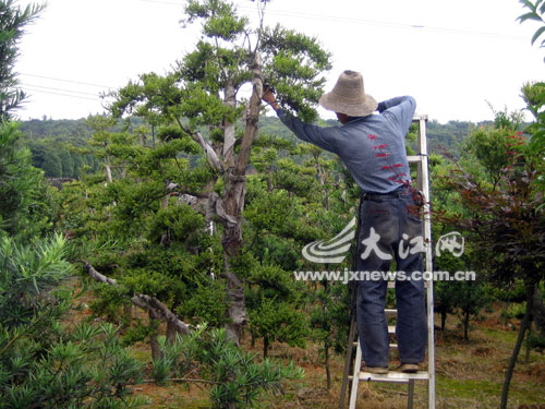 新建县滨江生态园内的园林工人正在修剪树木