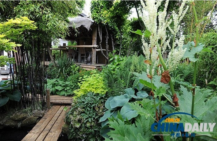 57岁的尼克·威尔逊在自家后院创造出这个令人赞叹的丛林花园。