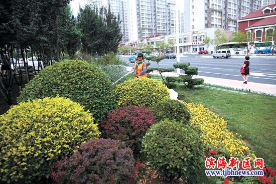 天津:塘沽养护园林绿地景观见成效 多条道路绿
