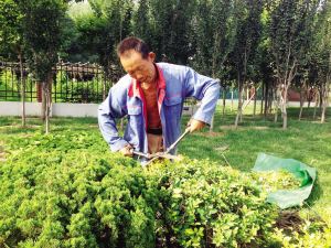 天津:夏天园林绿化工养护工作更忙_养护管理|园