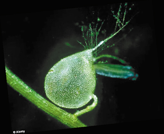 捕虫速度奇快的水下植物 ——狸藻 