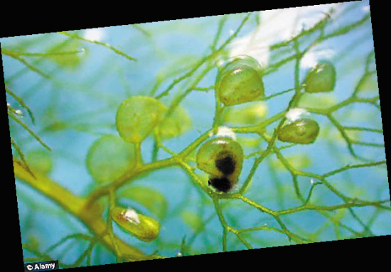 捕虫速度奇快的水下植物 ——狸藻 