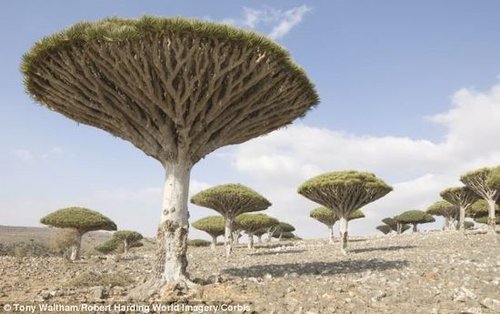 印度洋小岛现2000万年古树 如科幻电影画面_