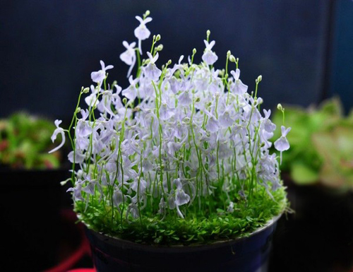 奇葩植物之食虫植物系列--狸藻_趣味植物_中国